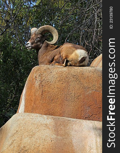 Desert Ram With Full Curl Horns Sitting On Top Of Rocks. Desert Ram With Full Curl Horns Sitting On Top Of Rocks