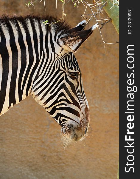 Close Up Zebra Head With Whiskers And Thorn Tree Against Tan Background