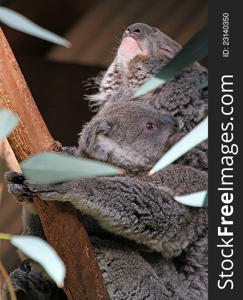 Koala Mom Holding New Baby In Eucalyptus Tree. Koala Mom Holding New Baby In Eucalyptus Tree