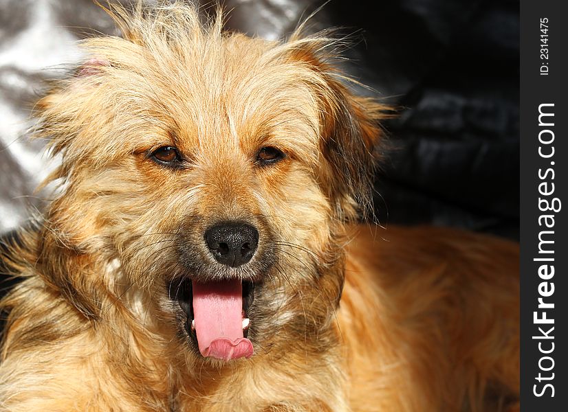 Yawning dog with open mouth and tongue wide out. Yawning dog with open mouth and tongue wide out