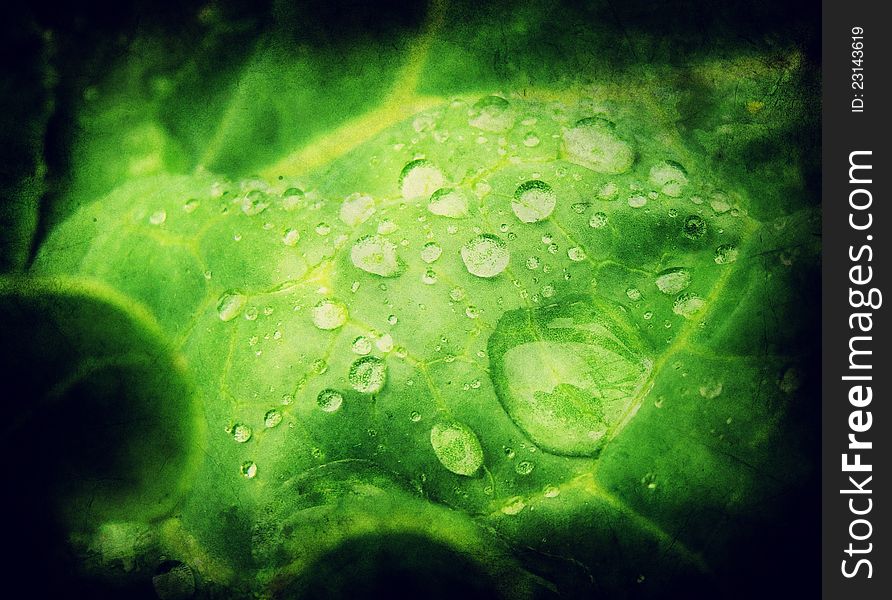 Grunge green leaf and water drops, design in grunge and retro style.