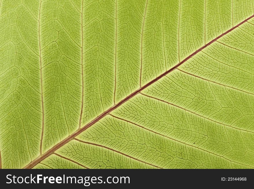 Close-up of Leaf Veins detail of bodhi leaf