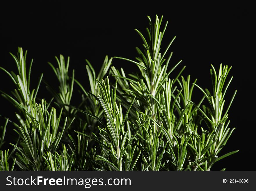 Aromatic herb rosemary, on black background