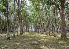 Rubber Tree Plantation Royalty Free Stock Images Rubber Tree Plantation Royalty Free Stock Images