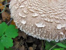 Close-up Of Parasol Mushroom Royalty Free Stock Photos
