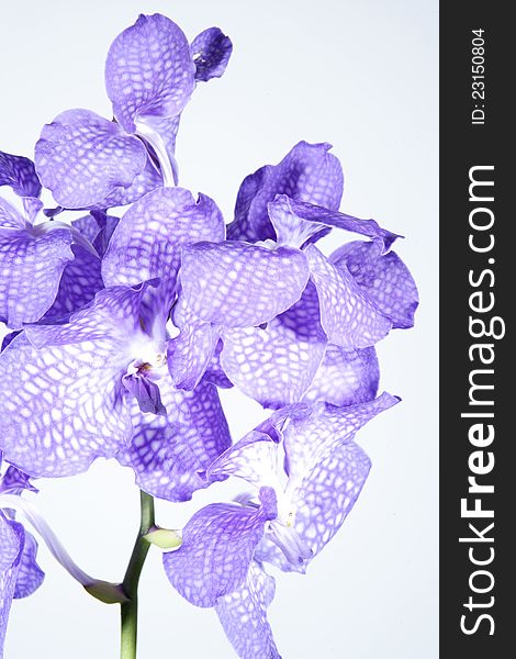 Orchid violet  on white background