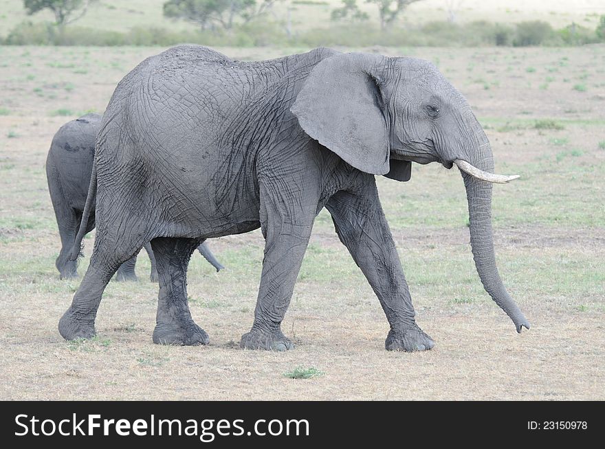 Middle aged female elephant in Masai Mara Kenya in savanna grasslands