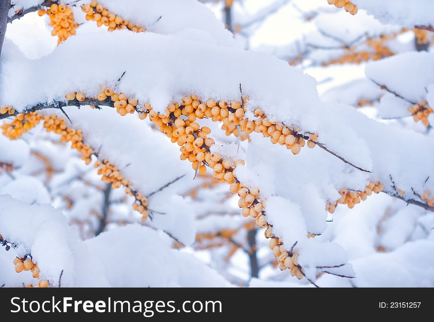 Yellow fruits of acacia covered with snow