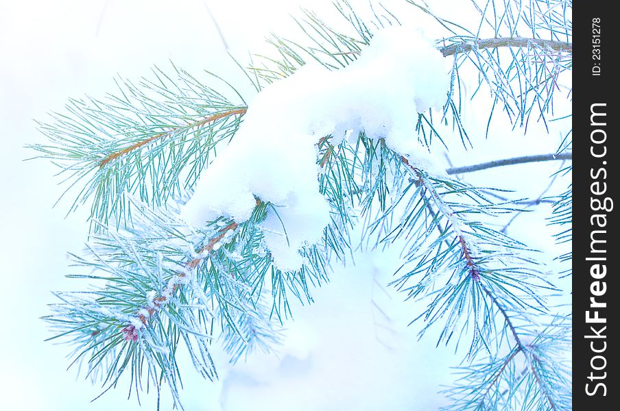 Pine branch covered snow