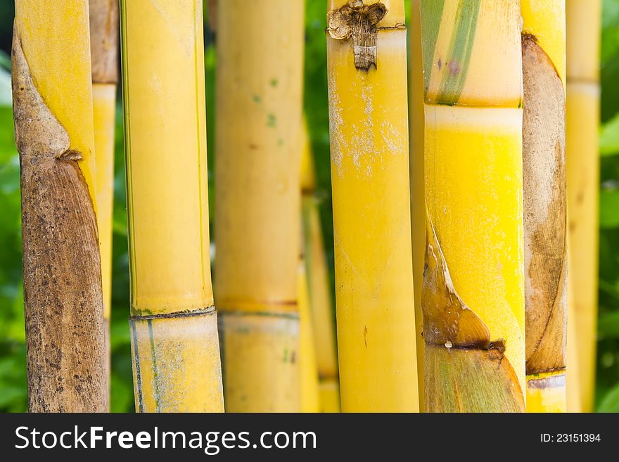 Close up of yellow bamboo, shallow DOF