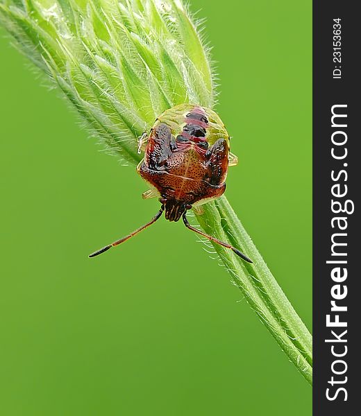 Nymph of Birch Shieldbug (Elasmostethus interstinctus). Acanthosomatidae.