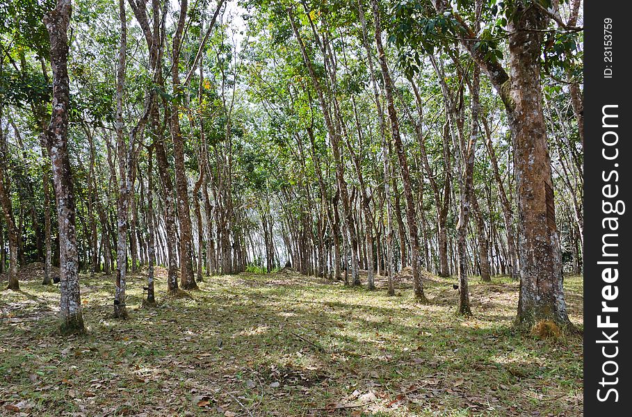 Para Rubber tree plantation in Thailand