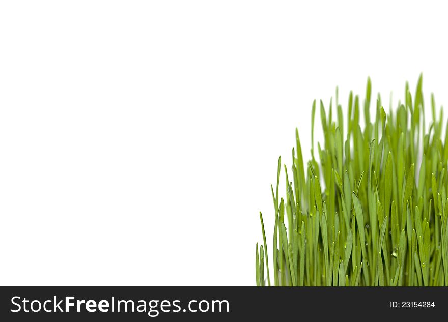 Fresh green grass isolated on white background