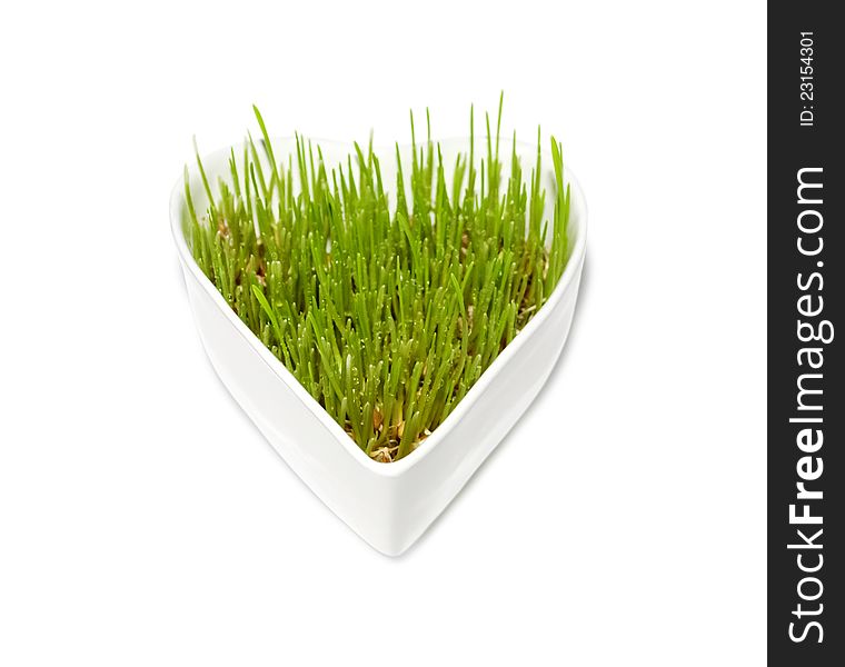 Green wheat grass in white heart-shaped pot on white isolated background. Green wheat grass in white heart-shaped pot on white isolated background