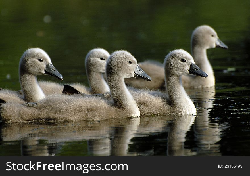 Young swans on the lake. Young swans on the lake