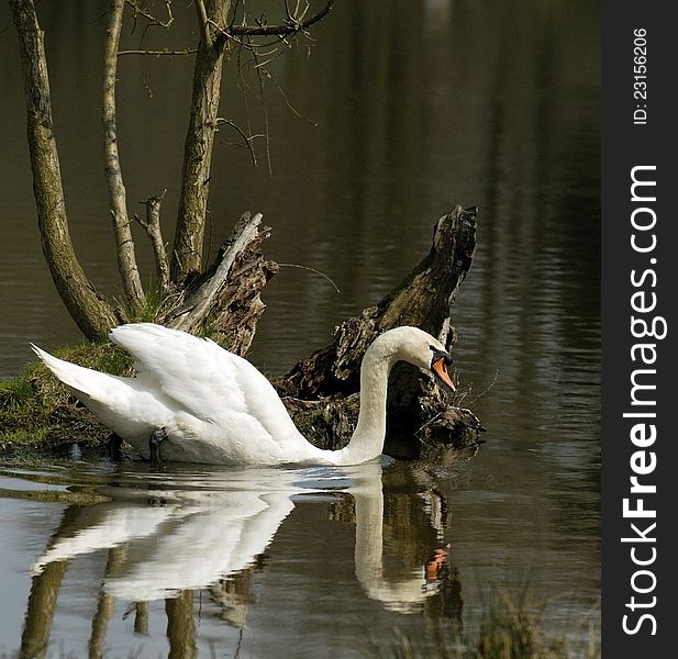 White swan on the lake. White swan on the lake