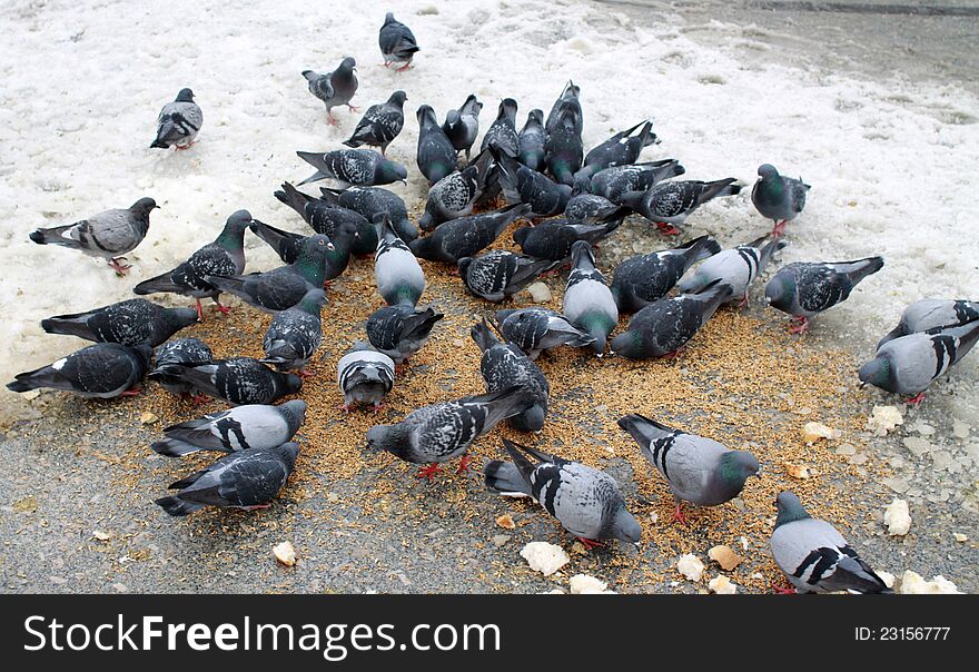 View of pigeons with bread in winter. View of pigeons with bread in winter.