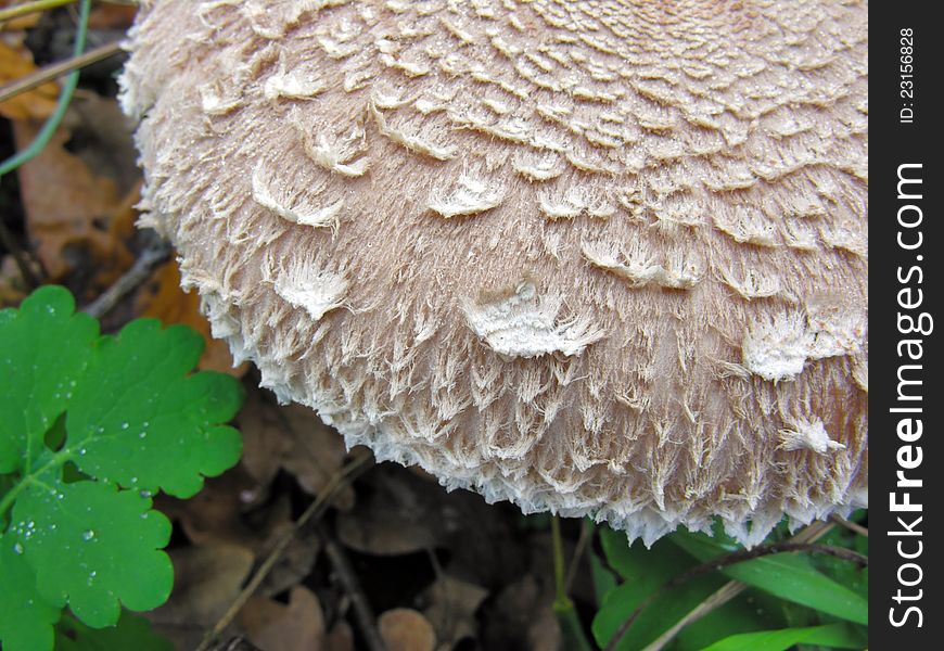 Close-up Of Parasol Mushroom