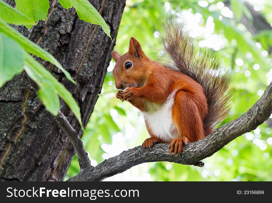 Red quirrel sitting on a tree branch. Red quirrel sitting on a tree branch