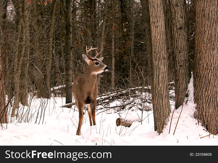 White-tail Buck In Winter