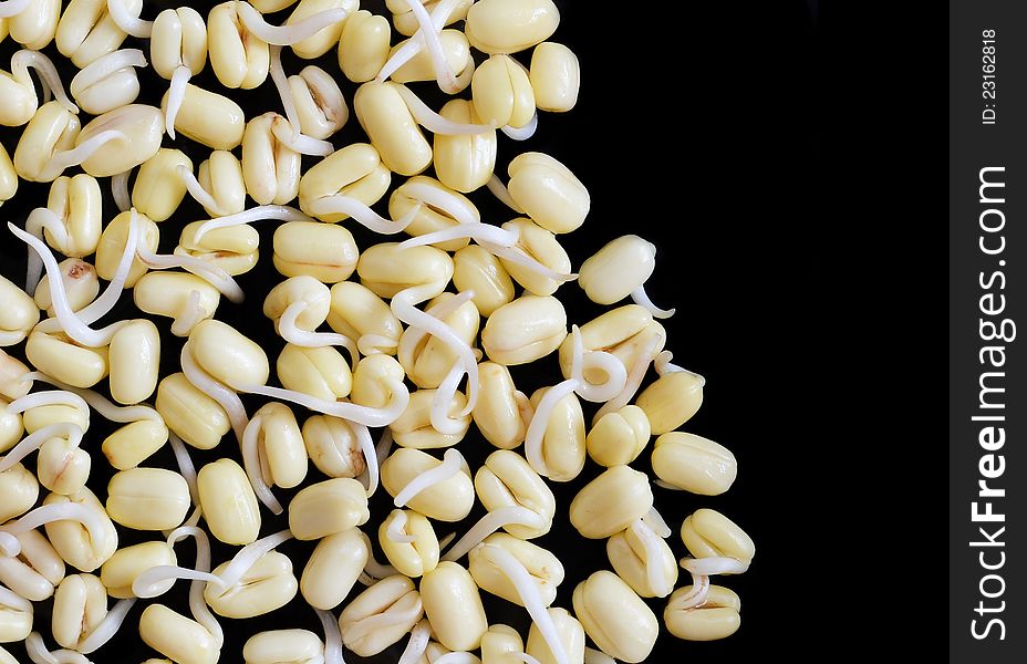 Closeup of germinated mung beans