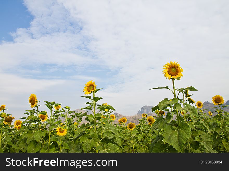 This image of a vibrant sunflower in the garden. This image of a vibrant sunflower in the garden