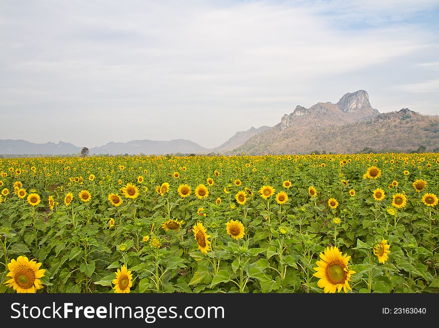 This image of a vibrant sunflower in the garden