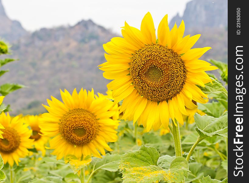 Close up of a vibrant sunflower in the garden