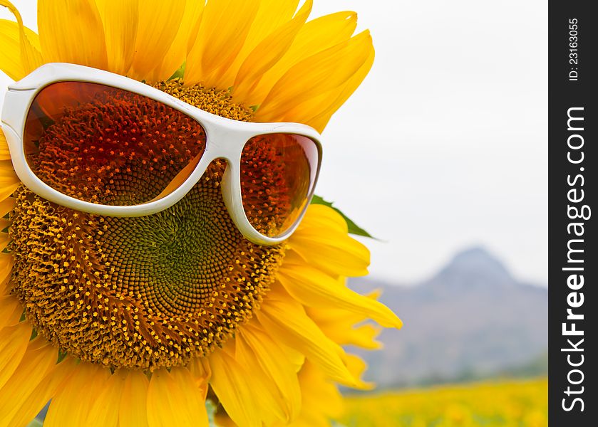 Close up of a vibrant sunflower with glasses in the garden