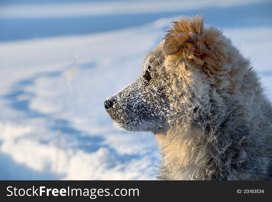 The dog in the snow watching the rising sun. The dog in the snow watching the rising sun.