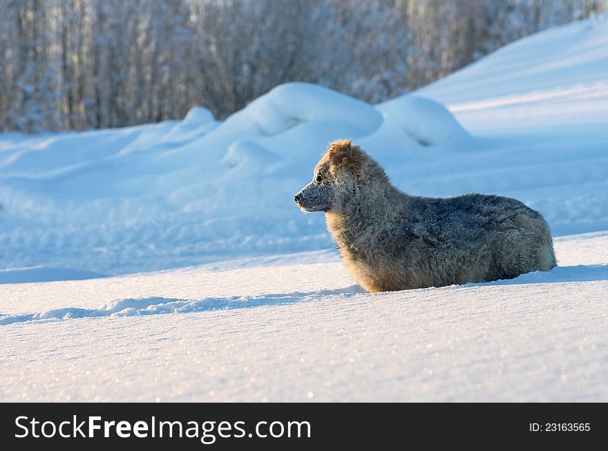 The puppy of a vagrant dog looks in a distance. The puppy of a vagrant dog looks in a distance