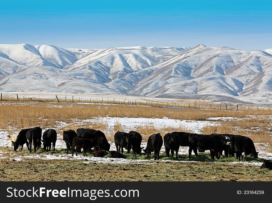 Black angus cows eating beneath snow covered hills. Black angus cows eating beneath snow covered hills