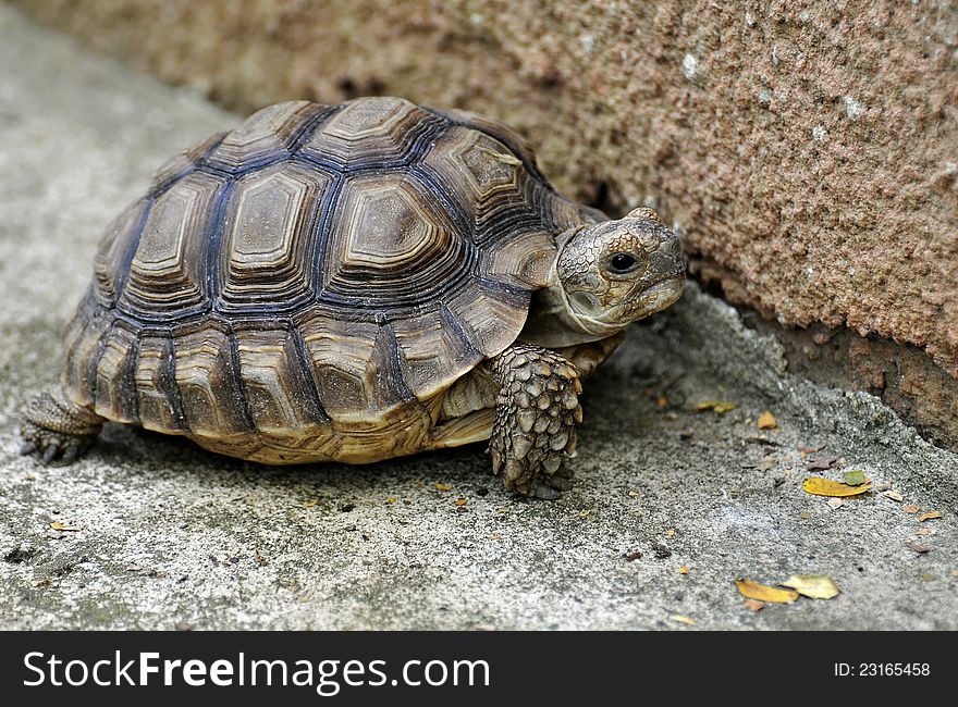 A young turtle walking on a concrete wall.