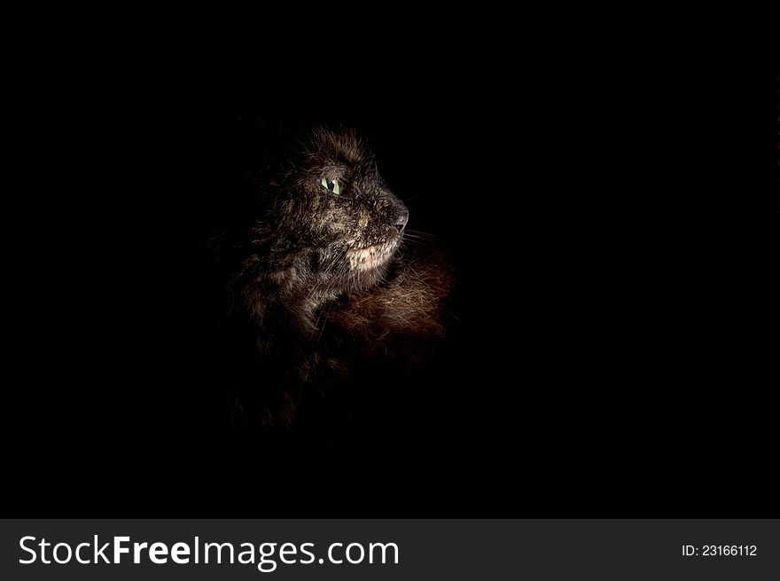 Mysterious Cat On A Black Background