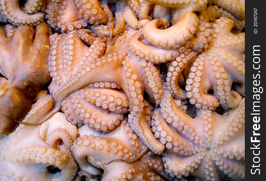 Fresh octopus on a fish-market