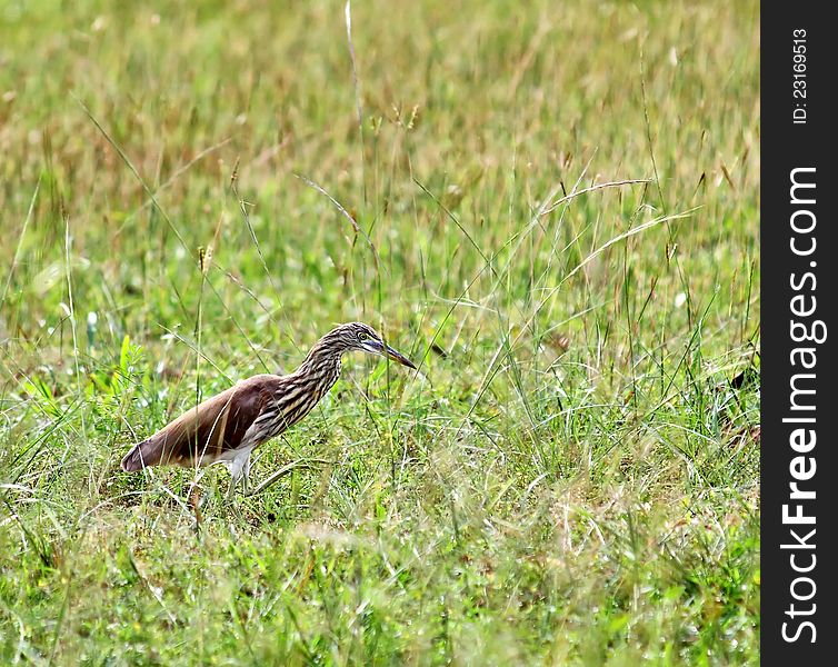 Bird in the green field