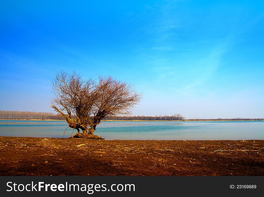 Lonely Tree Near Water