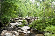 Stream In A Heart Of Rain Forest Stock Photography Stream In A Heart Of Rain Forest Stock Photography