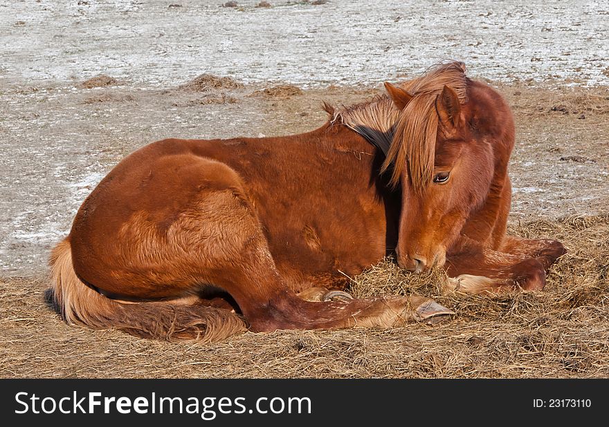 Brown Horse Lies On The Cold Ground