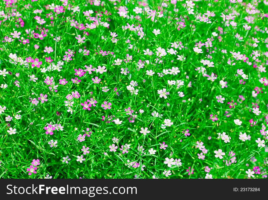 Closeup view of gypsophila flower, suitable for background