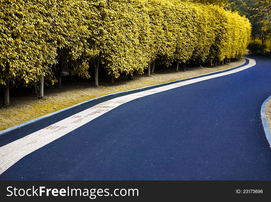 Curved road with yellow trees in autumn