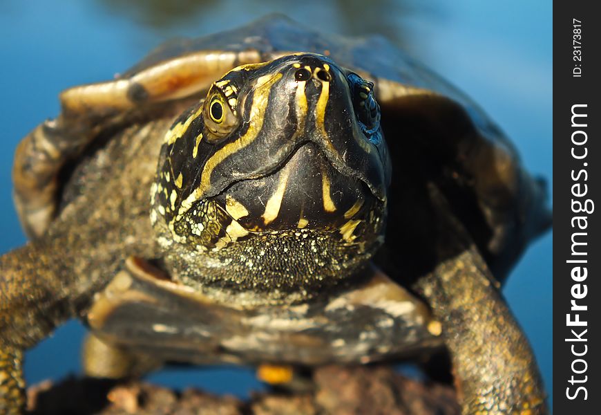 A turtle standing on the rock in the small pond. It bites while i came near. A turtle standing on the rock in the small pond. It bites while i came near