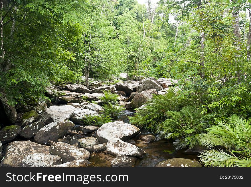 Stream in a heart of rain forest