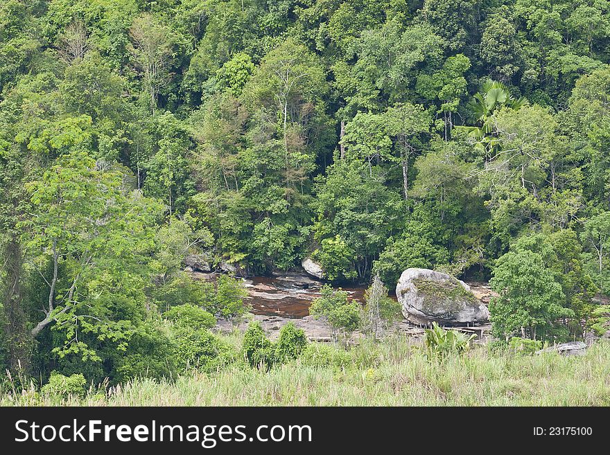 A scene looking straight into a dense tropical rain forest, Thailand.