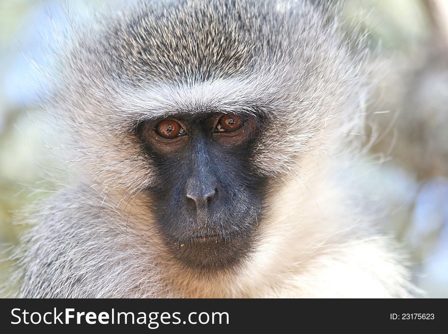 Inquisitive Vervet Monkey watching every move the visitors to the picnic area made.