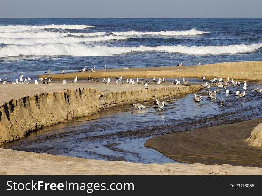 A small stream flows into the ocean and a lot of gulls bathing in it. A small stream flows into the ocean and a lot of gulls bathing in it