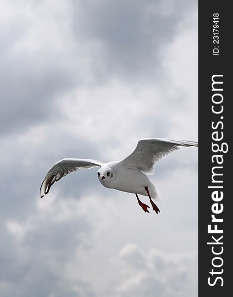 Flying Seagull at Lake Constance. Germany