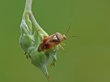 Grass Bug Stock Image