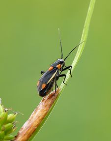 Grass Bug Royalty Free Stock Photo Grass Bug Royalty Free Stock Photo
