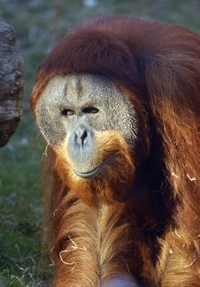 Orangutan Royalty Free Stock Photography
